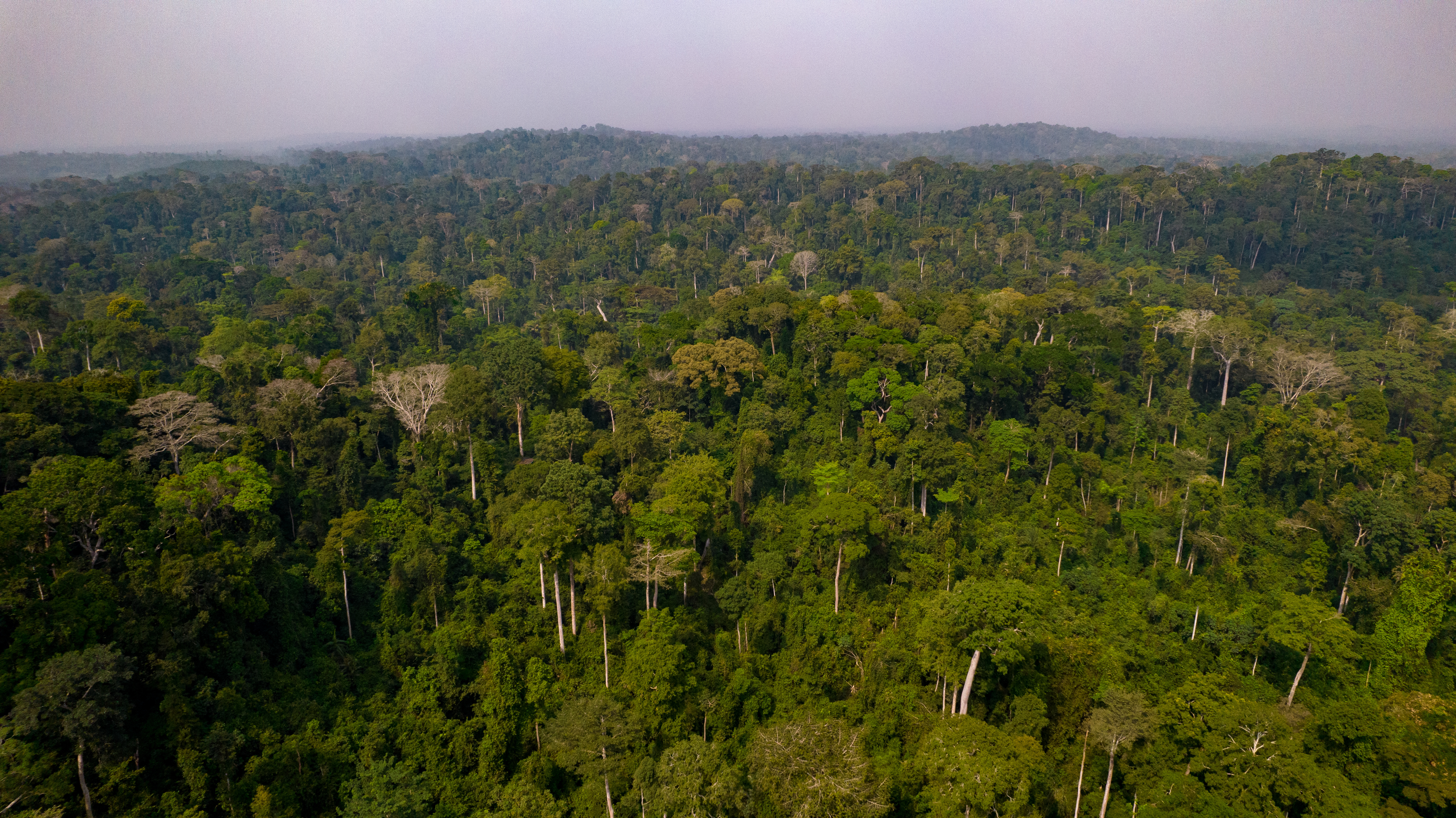 Kakum National Park and Canopy Walkway, Cape Coast, Ghana.