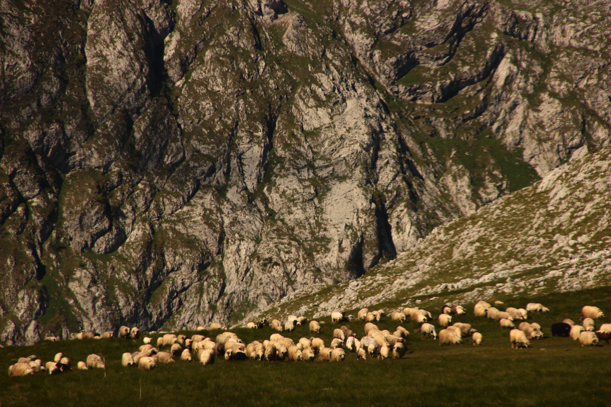 krdo ovaca koje stoje na vrhu stijene