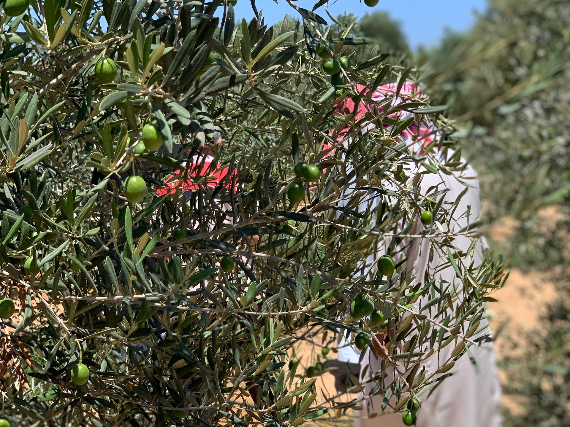 a close up of a fruit tree